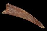 Fossil Pterosaur (Siroccopteryx) Tooth - Morocco #127679-1